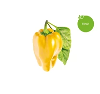 Click & Grow - Sárga édes paprika növénykapszula 3 db