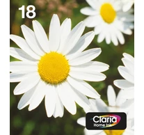 Epson Daisy C13T18064511 tintapatron 1 db Eredeti Standard teljesítmény Fekete, Cián, Magenta, Sárga