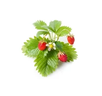 Click & Grow - Erdei szamóca növénykapszula 3 db